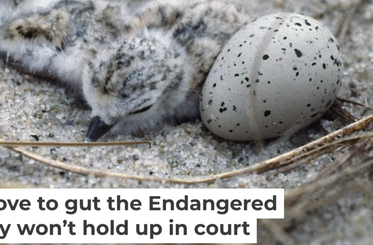 Piping plovers lay their eggs on the ground. They became an endangered species as development encroached on their habitat and made it harder for their chicks to survive. Under the Same Moon/Flickr, CC BY